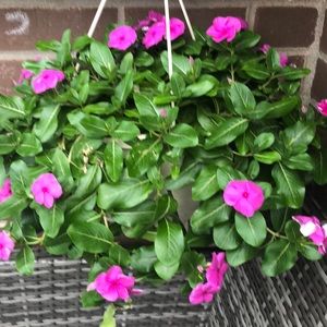 Meet your Posher, Baian